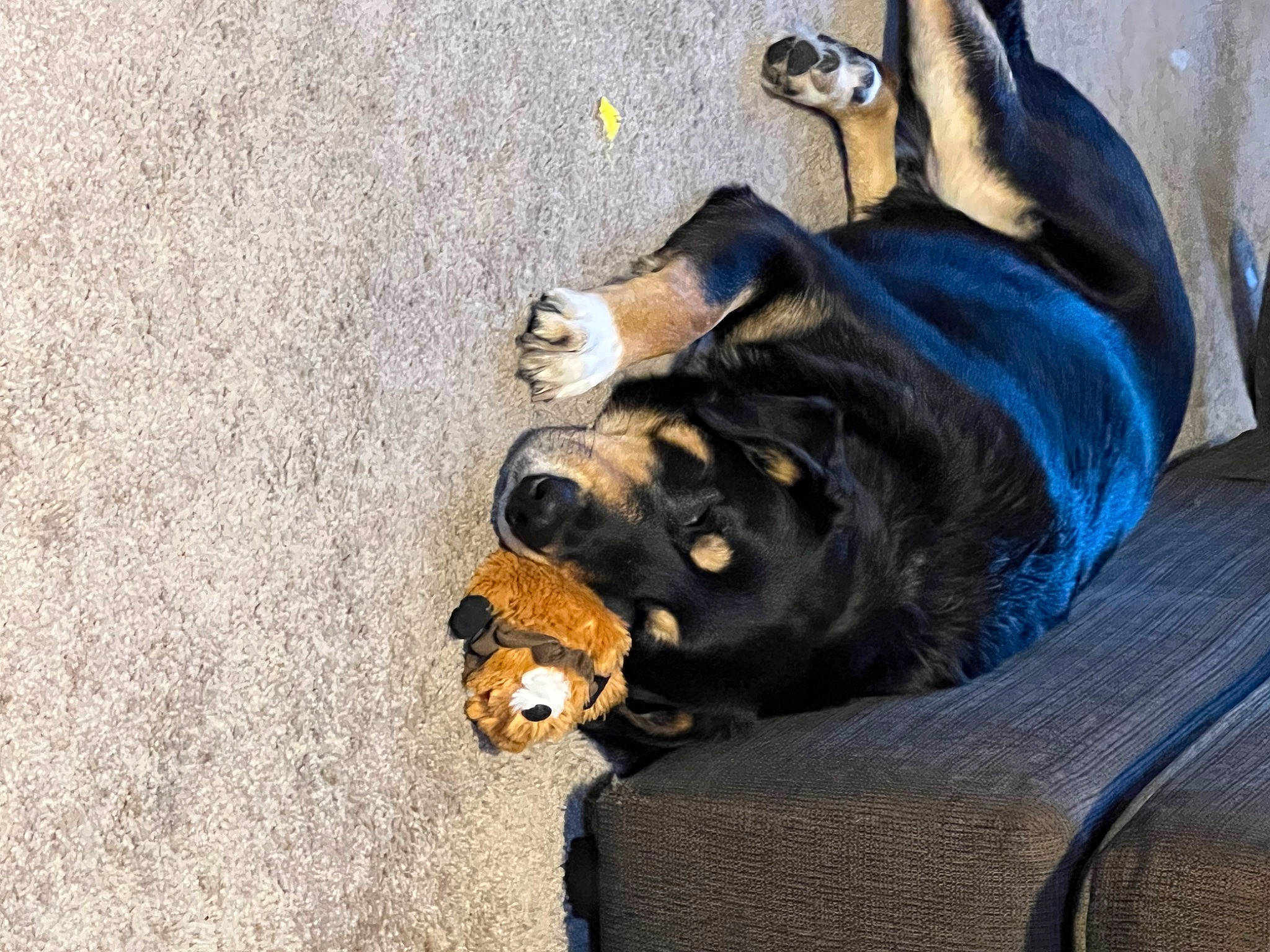 Adam is registered to the contest to win money with this photo: asphalt, canidae, carnivore, comfort, companion_dog, concrete, dog, dog_breed, dog_collar, fawn, fur, guard_dog, paw, road_surface, shadow, sitting, snout, sporting_group, working_animal, working_dog