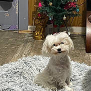 Hunnybunny is registered to the contest to win money with this photo: animal, christmas_tree, companion, curious, cute, decorations, dog, domestic, fluffy, furry, holiday_decor, household, indoor, ornaments, pet, rug, shaggy_rug, small_dog, white_dog, wooden_floor