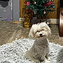 animal, christmas_tree, companion, curious, cute, decorations, dog, domestic, fluffy, furry, holiday_decor, household, indoor, ornaments, pet, rug, shaggy_rug, small_dog, white_dog, wooden_floor