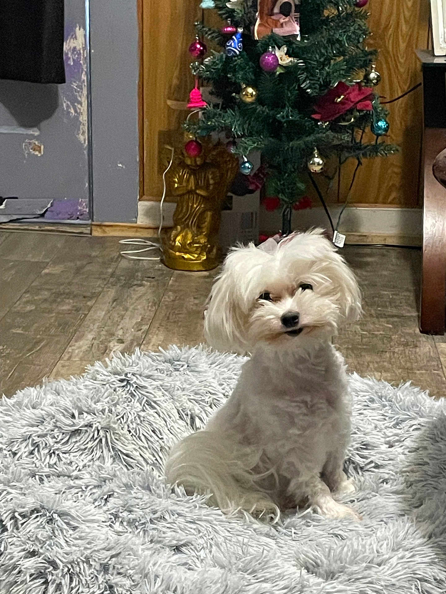 Hunnybunny is registered to the contest to win money with this photo: animal, christmas_tree, companion, curious, cute, decorations, dog, domestic, fluffy, furry, holiday_decor, household, indoor, ornaments, pet, rug, shaggy_rug, small_dog, white_dog, wooden_floor