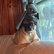 Tater is registered to the contest to win money with this photo: animal, couch, curtain, cute, dog, domestic, expression, funny, furniture, hat, home, indoor, knotted_curtain, light, looking, pet, pug, resting, window, wood_paneling