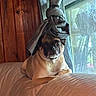 animal, couch, curtain, cute, dog, domestic, expression, funny, furniture, hat, home, indoor, knotted_curtain, light, looking, pet, pug, resting, window, wood_paneling