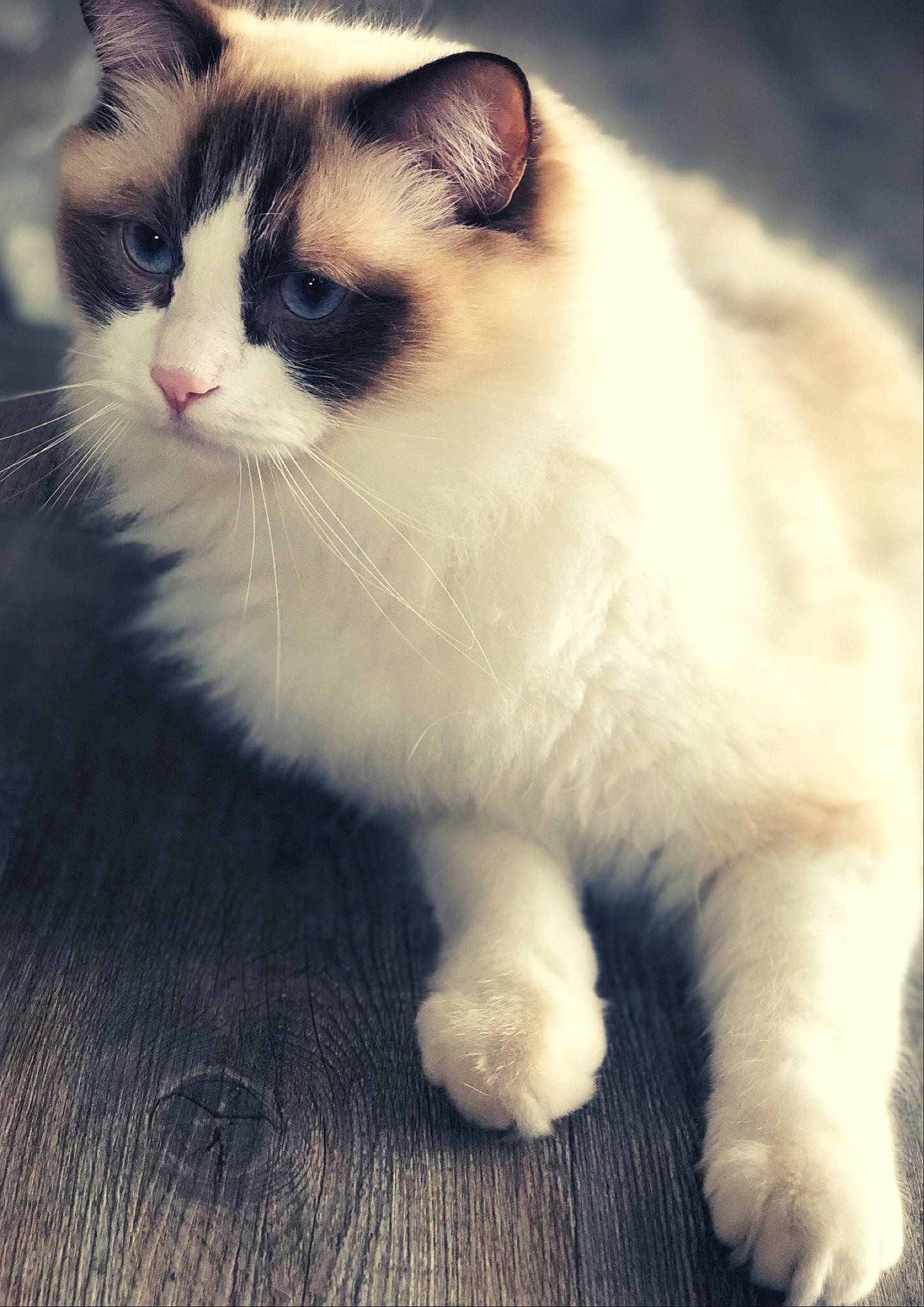 Oscar participe au concours pour gagner de l'argent avec cette photo : birman, british_semi_longhair, carnivore, cat, cymric, domestic_long_haired_cat, eye, fawn, felidae, fur, kitten, mammal, munchkin, polydactyl_cat, ragamuffin, ragdoll, small_to_medium_sized_cats, snowshoe, vertebrate, whiskers