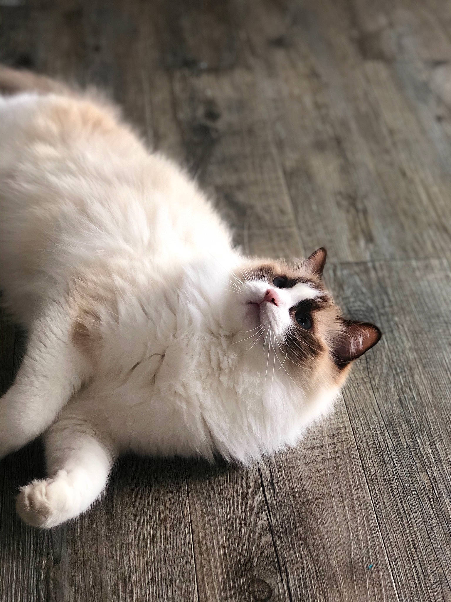 Oscar a rejoint le concours — aidez-le/la à gagner de superbes lots ! aegean_cat, american_curl, balinese, birman, carnivore, cat, domestic_long_haired_cat, fawn, felidae, floor, flooring, fur, kitten, paw, ragamuffin, ragdoll, small_to_medium_sized_cats, tail, whiskers, wood