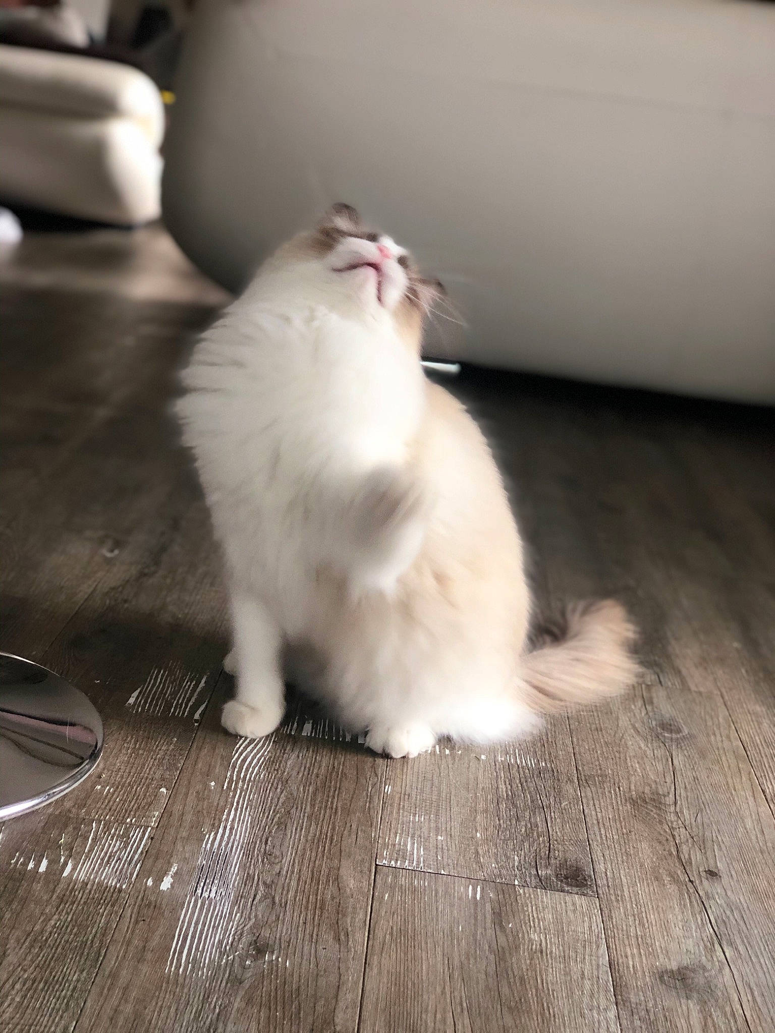 Oscar participe au concours pour gagner de l'argent avec cette photo : american_curl, canidae, carnivore, cat, companion_dog, felidae, floor, flooring, fur, kitten, mammal, persian, ragdoll, skin, small_to_medium_sized_cats, tail, turkish_angora, turkish_van, whiskers, white