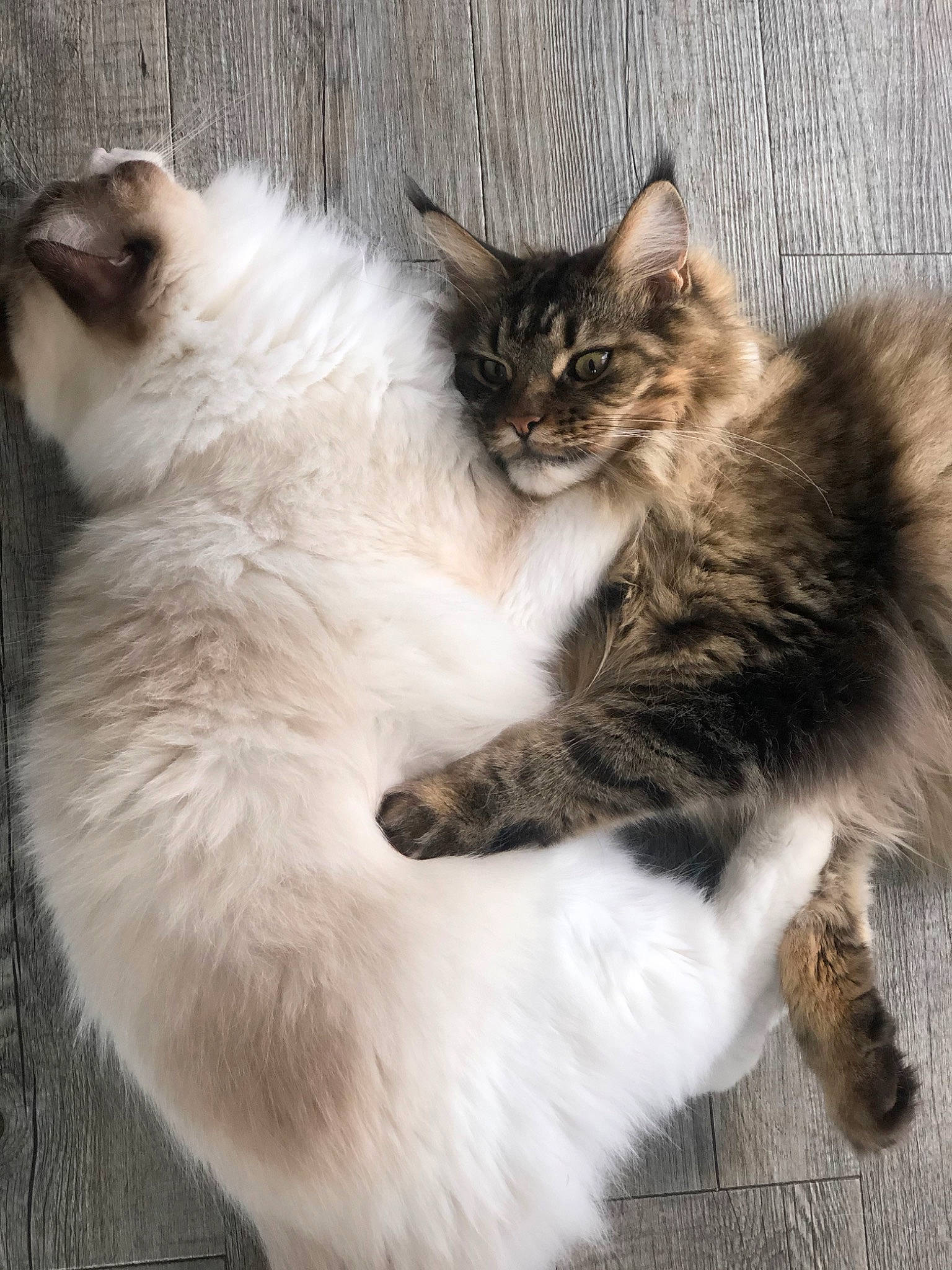 Oscar a rejoint le concours — aidez-le/la à gagner de superbes lots ! asian_semi_longhair, balinese, birman, british_semi_longhair, carnivore, cat, domestic_long_haired_cat, felidae, fur, himalayan, kitten, mammal, norwegian_forest_cat, ragamuffin, ragdoll, siberian, small_to_medium_sized_cats, tail, vertebrate, whiskers