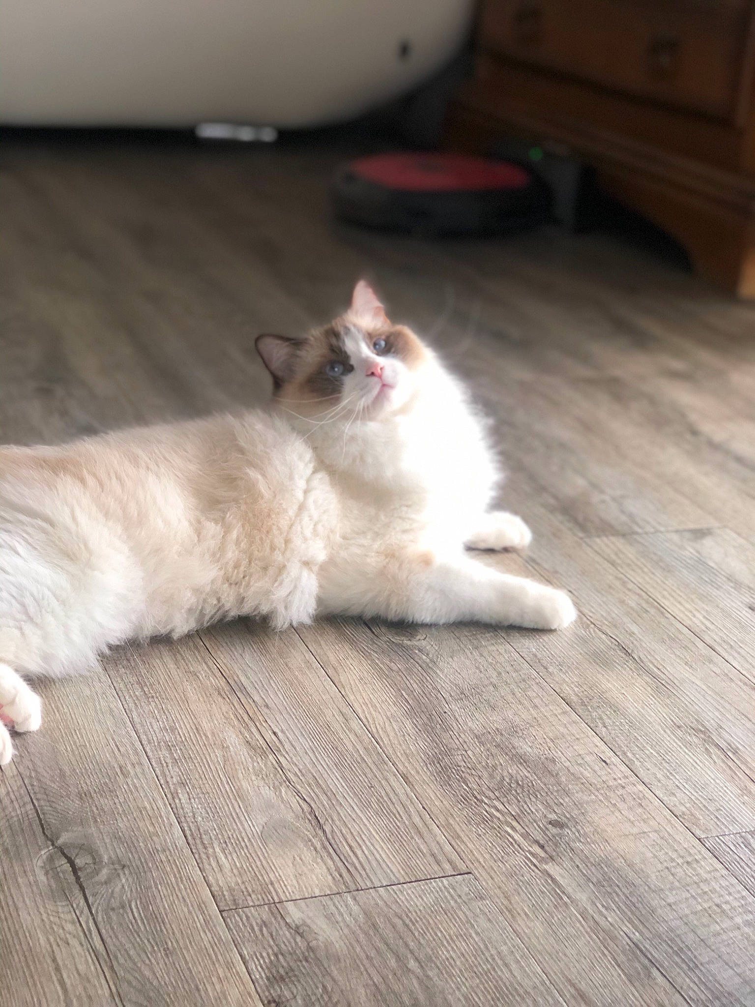 Oscar a rejoint le concours — aidez-le/la à gagner de superbes lots ! carnivore, cat, felidae, floor, flooring, fur, hardwood, kitten, laminate_flooring, leg, mammal, norwegian_forest_cat, ragamuffin, ragdoll, skin, small_to_medium_sized_cats, tail, whiskers, wood, wood_flooring