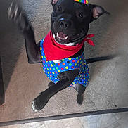 Buddy is registered to the contest to win money with this photo: dog, black_dog, party_hat, polka_dot_clothing, red_bandana, happy, smiling, indoor, carpet, tile_floor, jumping, celebration, pet, playful, animal, canine, cute, costume, festive, cheerful