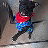 dog, black_dog, party_hat, polka_dot_clothing, red_bandana, happy, smiling, indoor, carpet, tile_floor, jumping, celebration, pet, playful, animal, canine, cute, costume, festive, cheerful