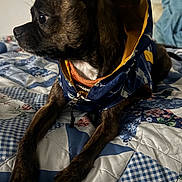 Jimmy is registered to the contest to win money with this photo: dog, pet, canine, jacket, bed, quilt, patchwork, indoor, fur, brown, black, small_dog, side_view, resting, curious, animal, mammal, portrait, closeup, cozy