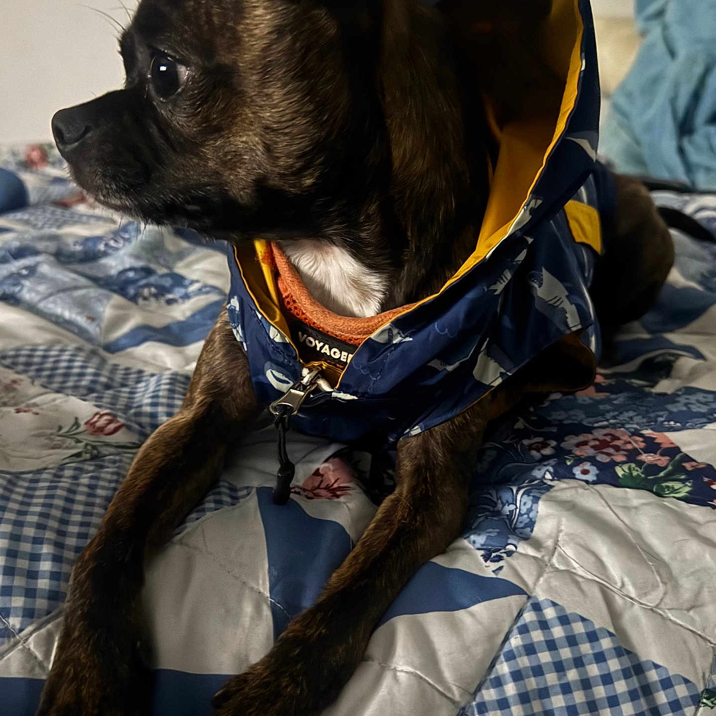 Jimmy is registered to the contest to win money with this photo: dog, pet, canine, jacket, bed, quilt, patchwork, indoor, fur, brown, black, small_dog, side_view, resting, curious, animal, mammal, portrait, closeup, cozy