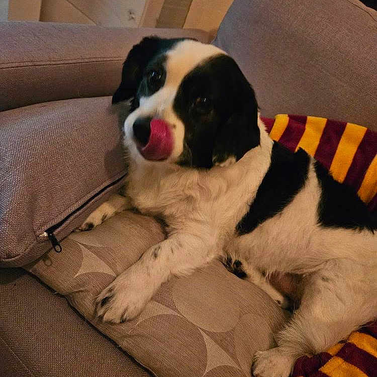 Bilbo