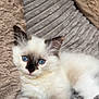 kitten, cat, blue_eyes, fluffy, pet, animal, cute, sleeping_area, blanket, soft_texture, fur, resting, indoors, cozy, young_cat, whiskers, relaxed, comfort, small_animal, domestic_cat