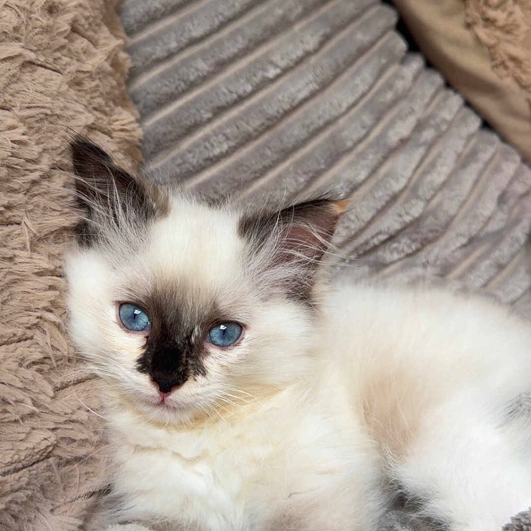 Pixie participe au concours pour gagner de l'argent avec cette photo : animal, blanket, blue_eyes, cat, comfort, cozy, cute, domestic_cat, fluffy, fur, indoors, kitten, pet, relaxed, resting, sleeping_area, small_animal, soft_texture, whiskers, young_cat