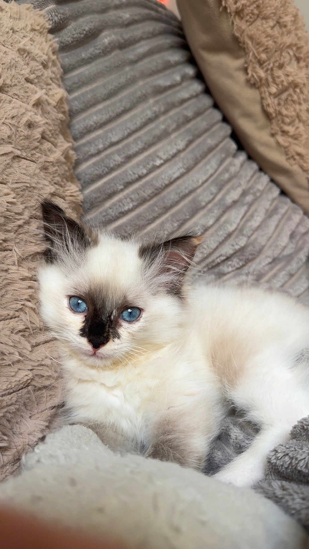Pixie participe au concours pour gagner de l'argent avec cette photo : kitten, cat, blue_eyes, fluffy, pet, animal, cute, sleeping_area, blanket, soft_texture, fur, resting, indoors, cozy, young_cat, whiskers, relaxed, comfort, small_animal, domestic_cat