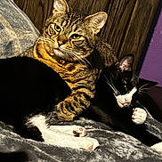 Boogie And Strips is registered to the contest to win money with this photo: alert, black_and_white_cat, blanket, cats, companionship, cozy, cuddling, ears, feline, fur, indoor, paw, pets, purple_wall, resting, sleepy, soft_texture, tabby_cat, whiskers, wood_wall