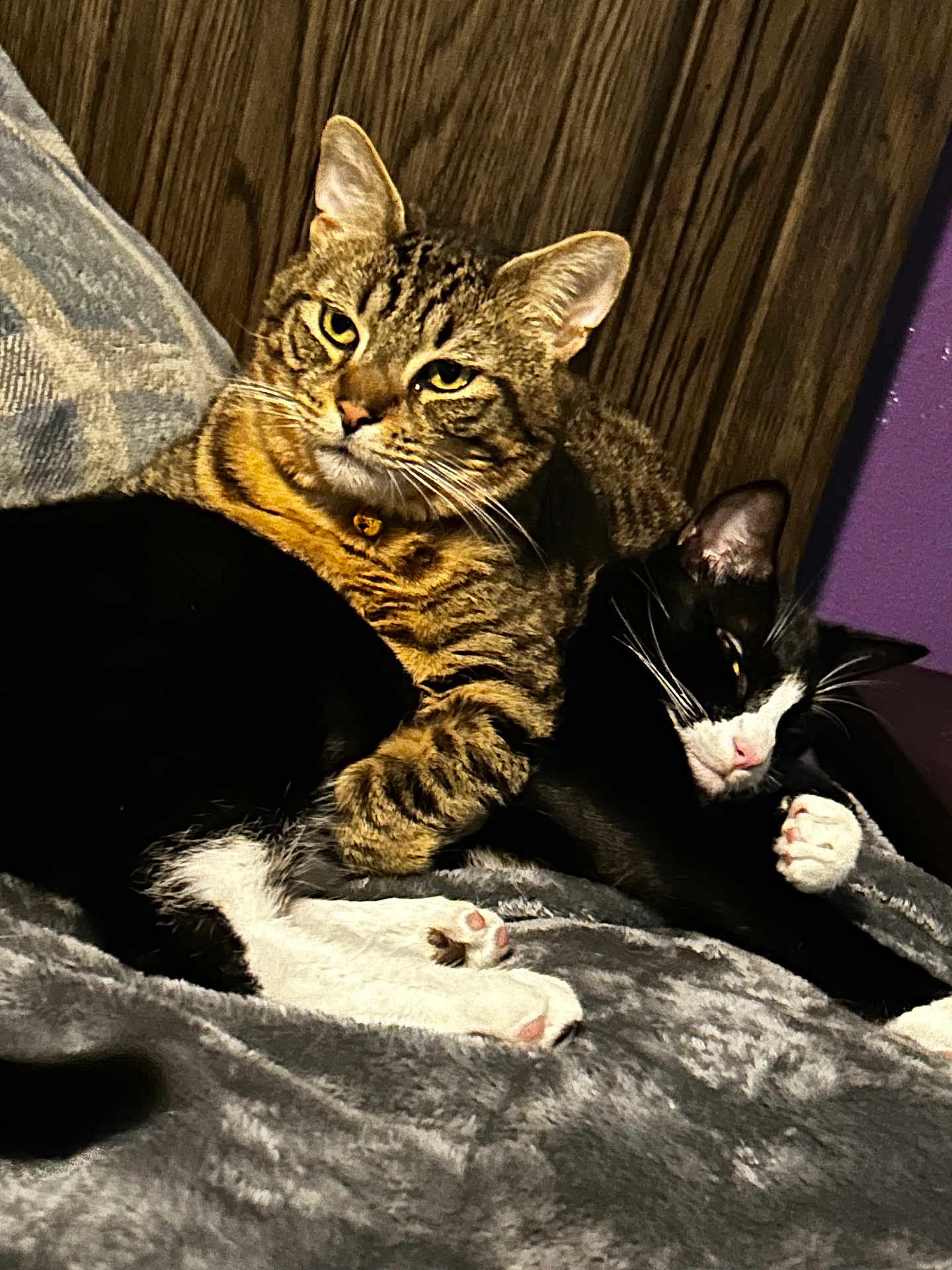Boogie And Strips is registered to the contest to win money with this photo: alert, black_and_white_cat, blanket, cats, companionship, cozy, cuddling, ears, feline, fur, indoor, paw, pets, purple_wall, resting, sleepy, soft_texture, tabby_cat, whiskers, wood_wall