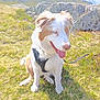 Vaïa Blue a rejoint le concours — aidez-le/la à gagner de superbes lots ! dog, animal, outdoor, grass, mountain, harness, pet, canine, nature, sunlight, tongue_out, sitting, happy, fur, mammal, daytime, scenery, field, leash, cute
