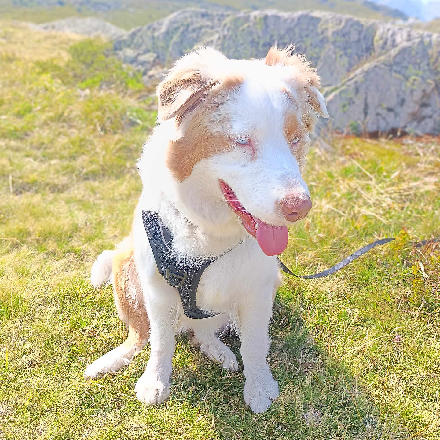 Vaïa Blue a rejoint le concours — aidez-le/la à gagner de superbes lots ! animal, canine, cute, daytime, dog, field, fur, grass, happy, harness, leash, mammal, mountain, nature, outdoor, pet, scenery, sitting, sunlight, tongue_out