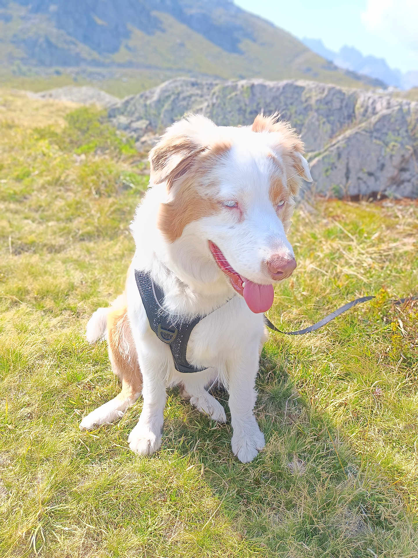 Vaïa Blue a rejoint le concours — aidez-le/la à gagner de superbes lots ! dog, animal, outdoor, grass, mountain, harness, pet, canine, nature, sunlight, tongue_out, sitting, happy, fur, mammal, daytime, scenery, field, leash, cute