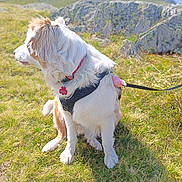 Vaïa Blue participe au concours pour gagner de l'argent avec cette photo : dog, outdoor, grass, mountain, nature, pet, canine, leash, collar, harness, field, sunlight, fur, animal, sitting, landscape, daytime, mammal, scenic, resting