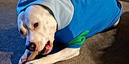 Ollie is registered to the contest to win money with this photo: animal, blue_hoodie, bone, canine, carpet, chewing, clothing, cozy, dog, domestic, ears, focused, fur, heater, indoor, lying_down, paw, pet, snout, white_dog