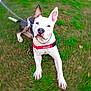 Ollie is registered to the contest to win money with this photo: alert, animal, black_coat, canine, chain, closeup, collar, dog, ears, grass, jumping, leash, nature, outdoor, paw, pet, playful, portrait, red_harness, white_coat