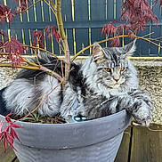 Very-Good a rejoint le concours — aidez-le/la à gagner de superbes lots ! animal, branch, cat, close_up, eyes, feline, flower_pot, fluffy, garden, gray_fur, nature, outdoor, pet, plant, red_leaves, relaxed, resting, tree, whiskers, wooden_deck