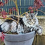 animal, branch, cat, close_up, eyes, feline, flower_pot, fluffy, garden, gray_fur, nature, outdoor, pet, plant, red_leaves, relaxed, resting, tree, whiskers, wooden_deck
