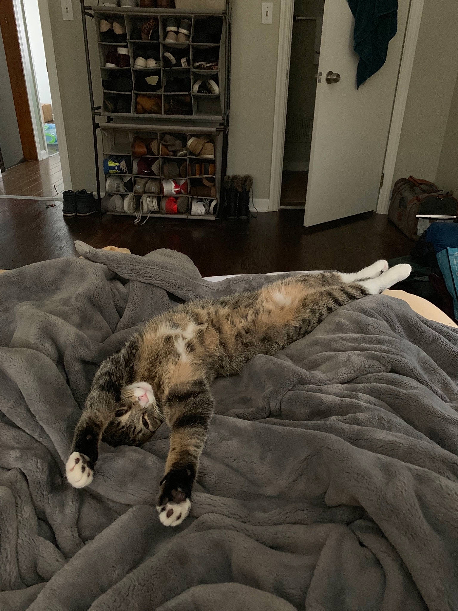 Gus is registered to the contest to win money with this photo: bed, bed_sheet, bedding, canidae, carnivore, cat, comfort, felidae, floor, fur, furniture, linens, nap, room, sleep, small_to_medium_sized_cats, sporting_group, textile, whiskers