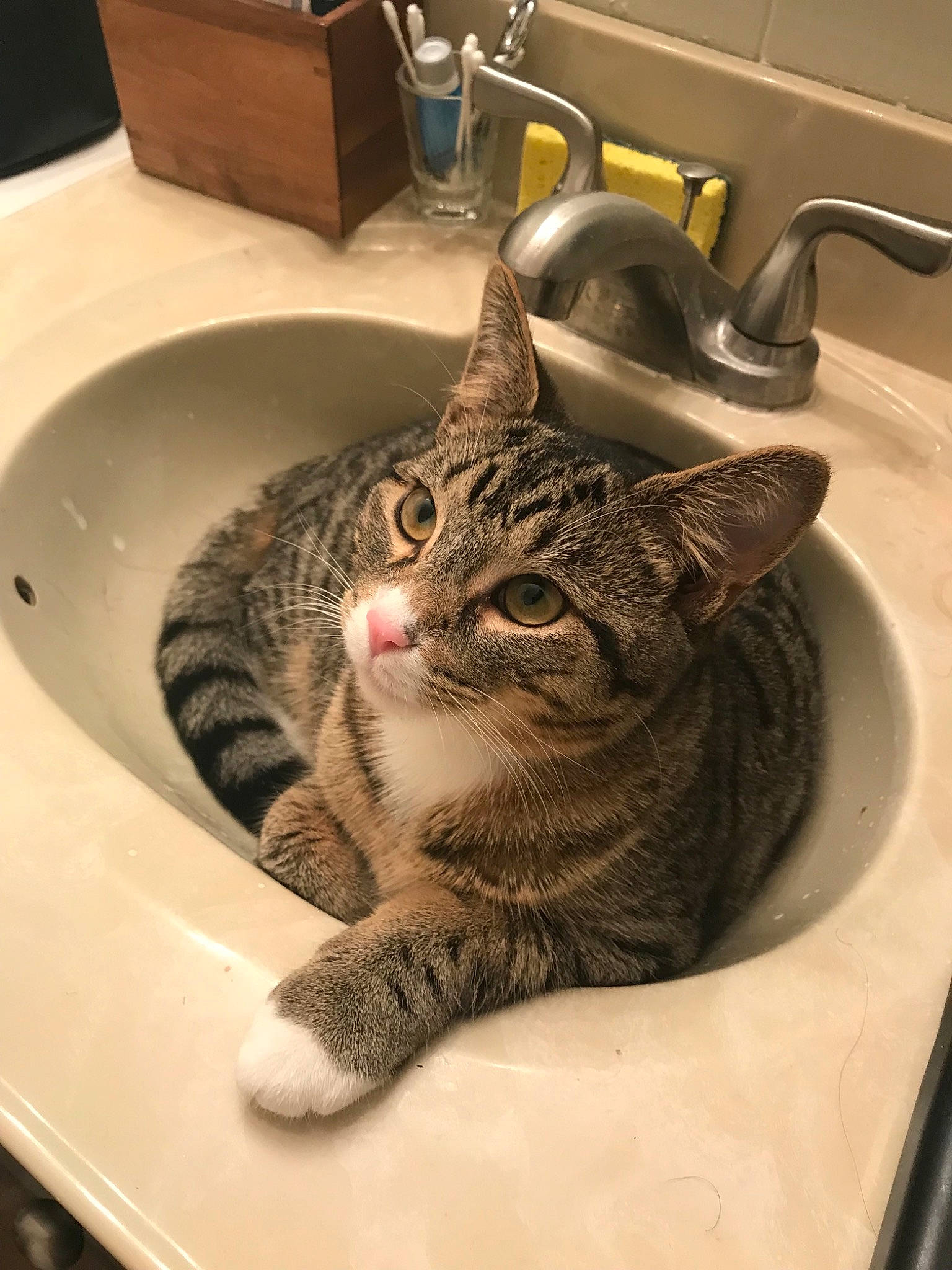 Gus is registered to the contest to win money with this photo: aegean_cat, american_shorthair, asian, california_spangled, carnivore, cat, domestic_short_haired_cat, dragon_li, egyptian_mau, european_shorthair, felidae, kitten, ocicat, plumbing_fixture, sink, small_to_medium_sized_cats, snout, tabby_cat, washing, whiskers