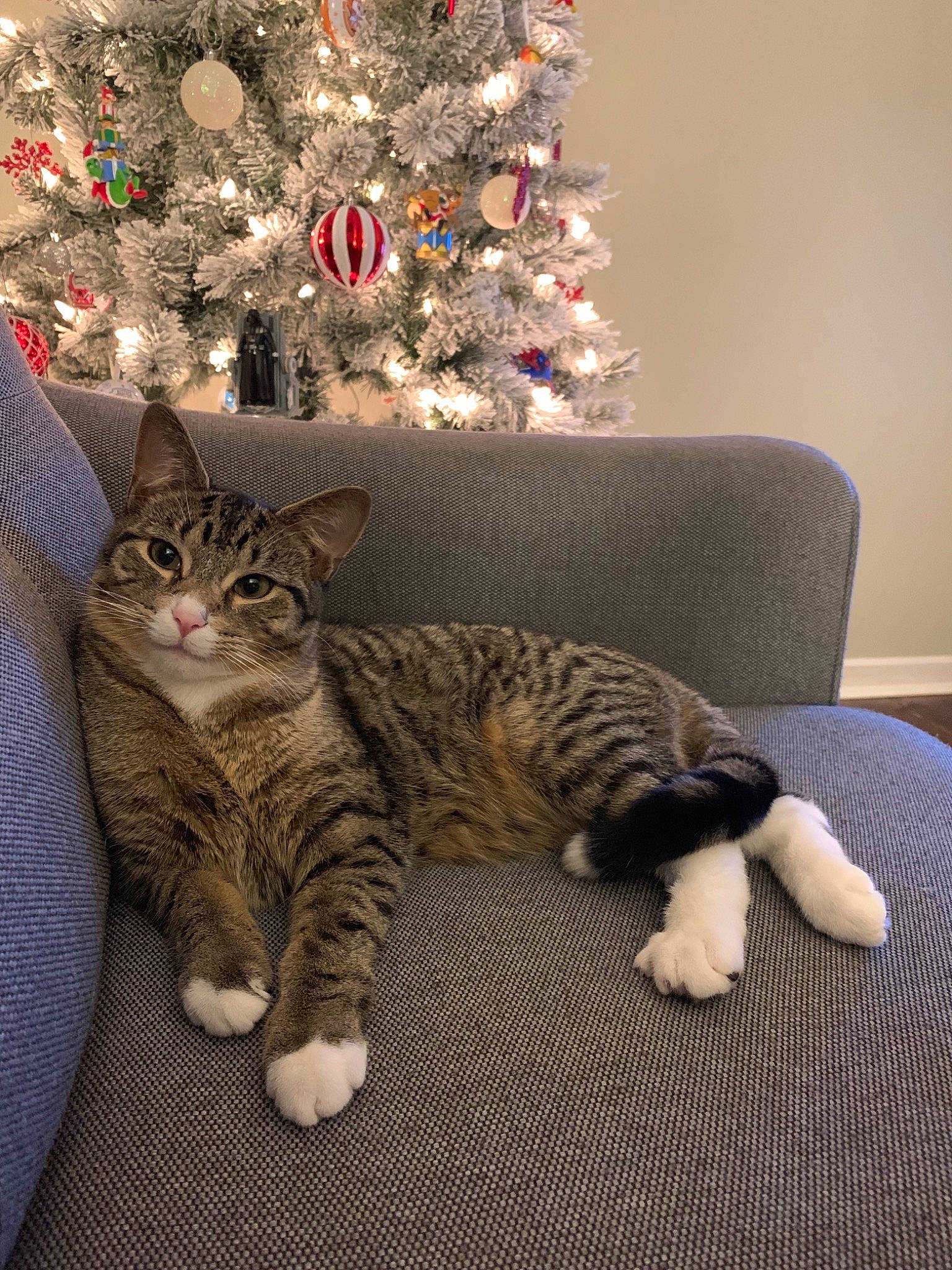 Gus joined the competition — help win amazing prizes! american_shorthair, asian, carnivore, cat, christmas, christmas_tree, domestic_short_haired_cat, dragon_li, european_shorthair, felidae, fur, kitten, mammal, paw, pixie_bob, small_to_medium_sized_cats, tabby_cat, toyger, tree, whiskers