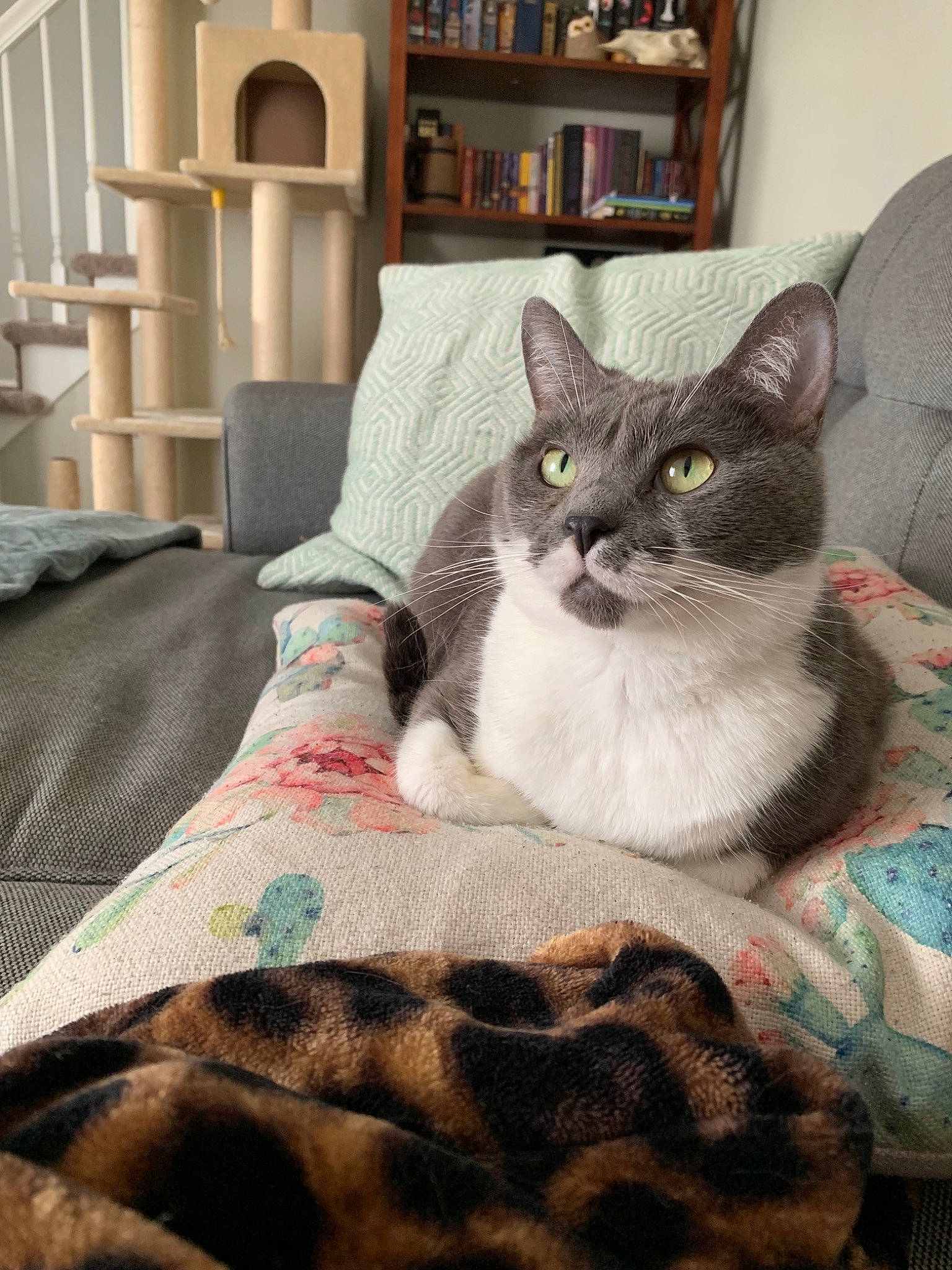 Sophie joined the competition — help win amazing prizes! asian, burmese, carnivore, cat, domestic_short_haired_cat, european_shorthair, felidae, fur, german_rex, kitten, mammal, russian_blue, small_to_medium_sized_cats, whiskers