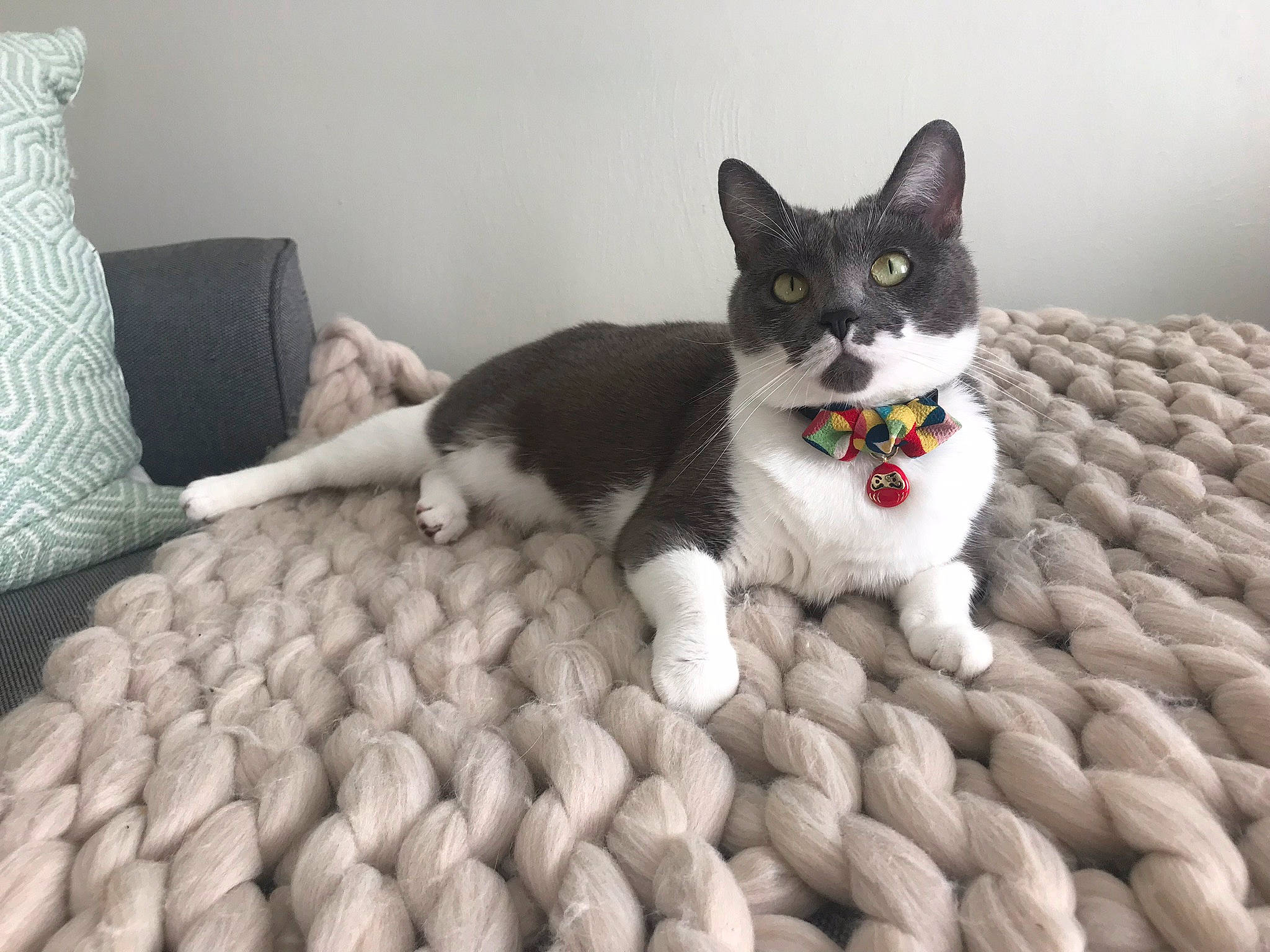 Sophie is registered to the contest to win money with this photo: aegean_cat, american_wirehair, black_cat, carnivore, cat, domestic_short_haired_cat, european_shorthair, felidae, fur, german_rex, kitten, mammal, polydactyl_cat, small_to_medium_sized_cats, tail, whiskers