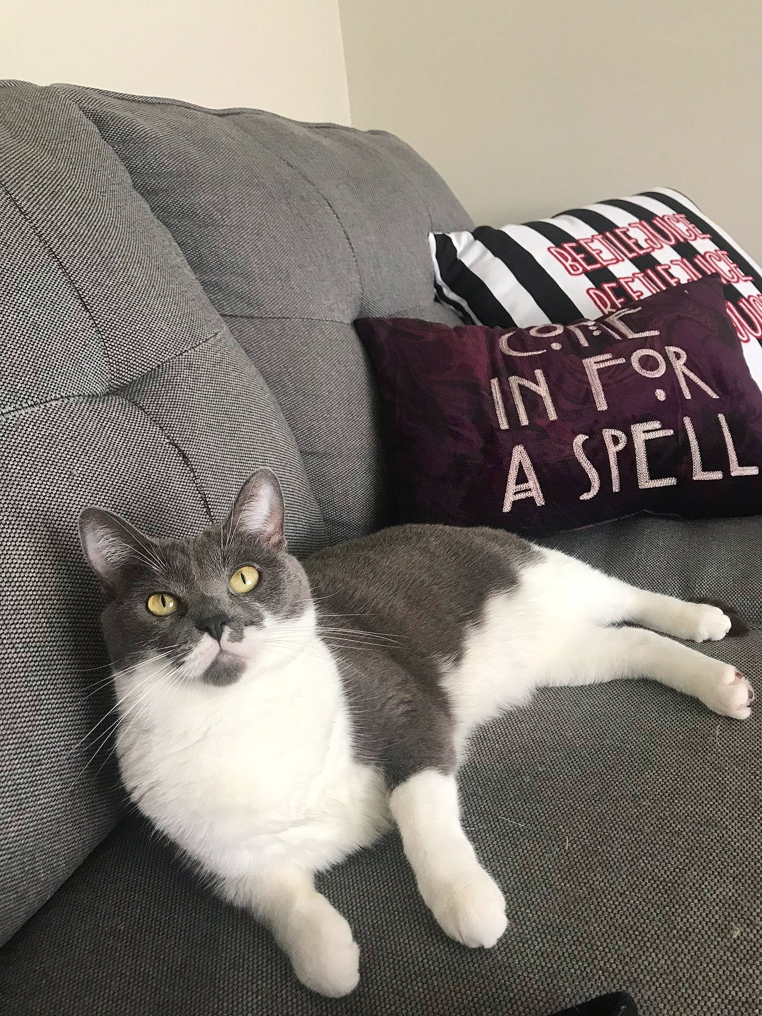 Sophie joined the competition — help win amazing prizes! american_wirehair, asian, bed, carnivore, cat, comfort, couch, domestic_short_haired_cat, european_shorthair, felidae, fur, furniture, kitten, norwegian_forest_cat, paw, polydactyl_cat, scottish_fold, small_to_medium_sized_cats, tail, whiskers