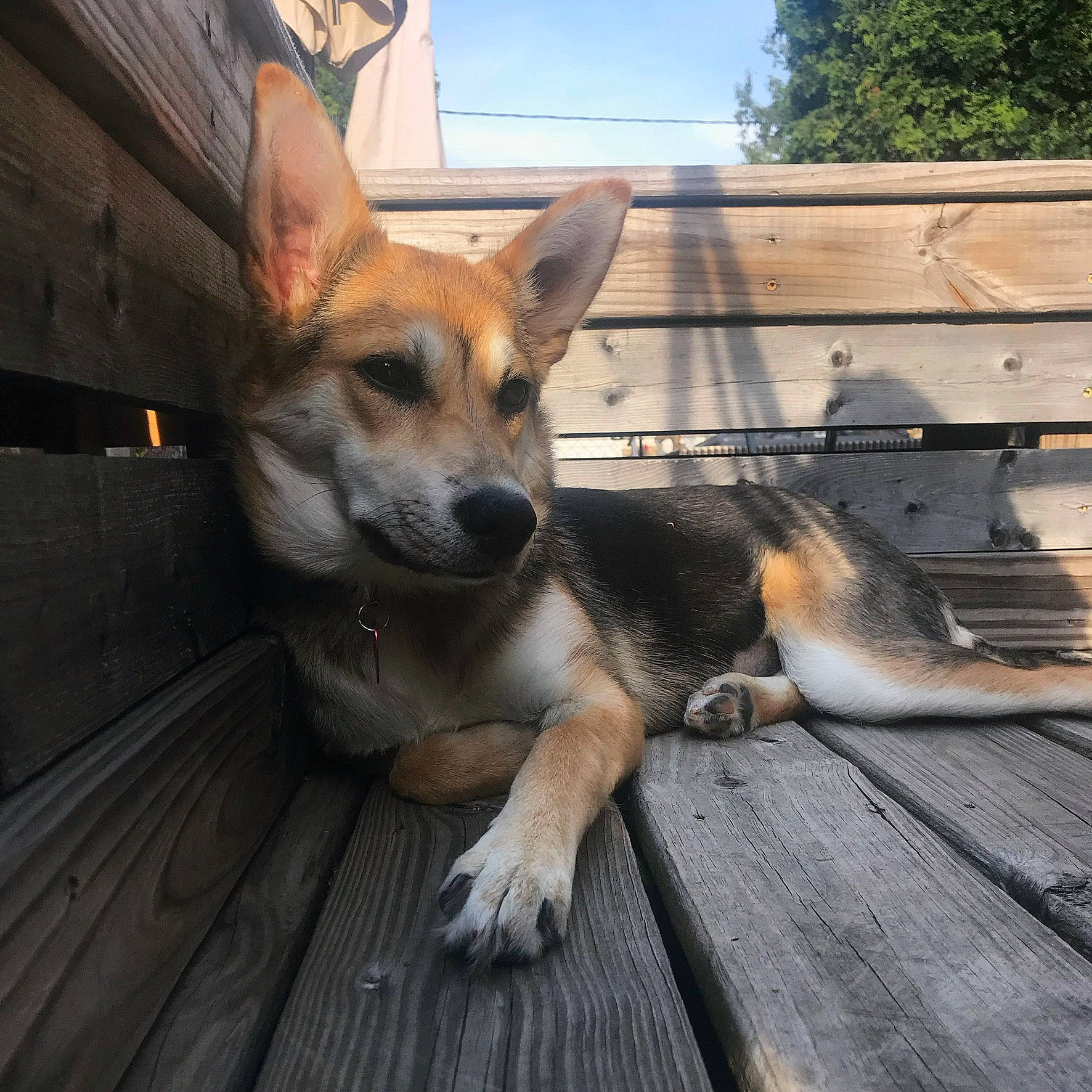 Liesl joined the competition — help win amazing prizes! canidae, cardigan_welsh_corgi, carnivore, dog, dog_breed, fawn, mammal, norwegian_lundehund, snout, vertebrate, wolfdog, working_dog