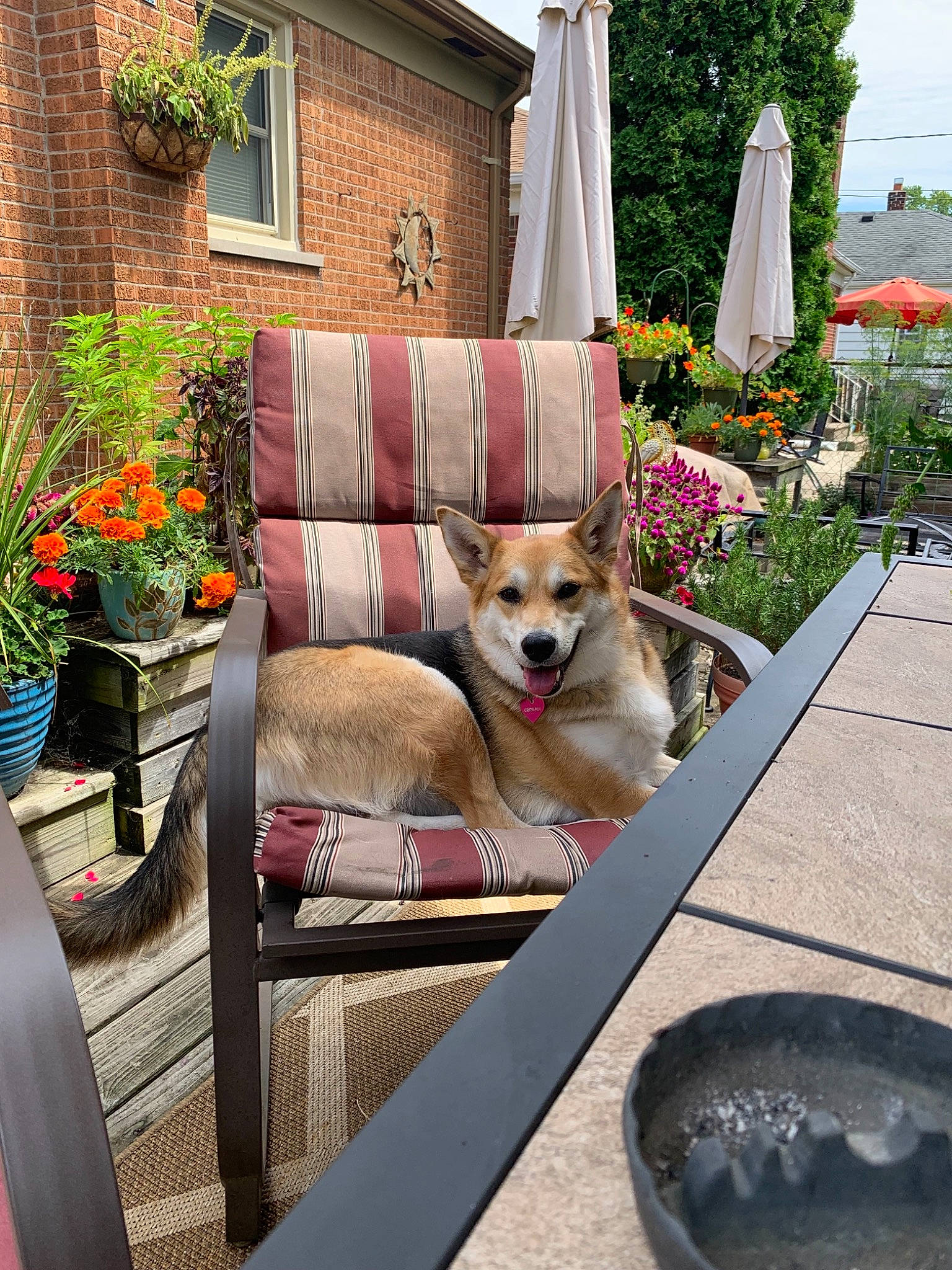 Liesl is registered to the contest to win money with this photo: akita_inu, backyard, canidae, cardigan_welsh_corgi, carnivore, companion_dog, couch, dog, dog_breed, flower, home, house, norwegian_buhund, patio, pembroke_welsh_corgi, plant, swedish_vallhund, table, welsh_corgi, wolfdog