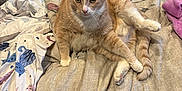 Toffee joined the competition — help win amazing prizes! animal, bed, blanket, cat, cozy, cute, domestic, feline, fur, indoor, looking_at_camera, orange_tabby, patterned, paws, pet, relaxed, resting, sheet, sleeping_area, whiskers