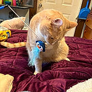 Toffee is registered to the contest to win money with this photo: bed, blanket, candid, cat, cozy, curious, door, fur, furniture, household, indoor, orange_tabby, paw, penguin_toy, pet, playing, plush, tail, toy, whiskers