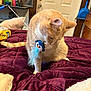 bed, blanket, candid, cat, cozy, curious, door, fur, furniture, household, indoor, orange_tabby, paw, penguin_toy, pet, playing, plush, tail, toy, whiskers