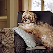 Gypsy joined the competition — help win amazing prizes! dog, armchair, pillow, blanket, indoor, pet, fur, cozy, window, relaxed, resting, comfortable, brown, white, texture, domestic, animal, cute, furniture, living_room