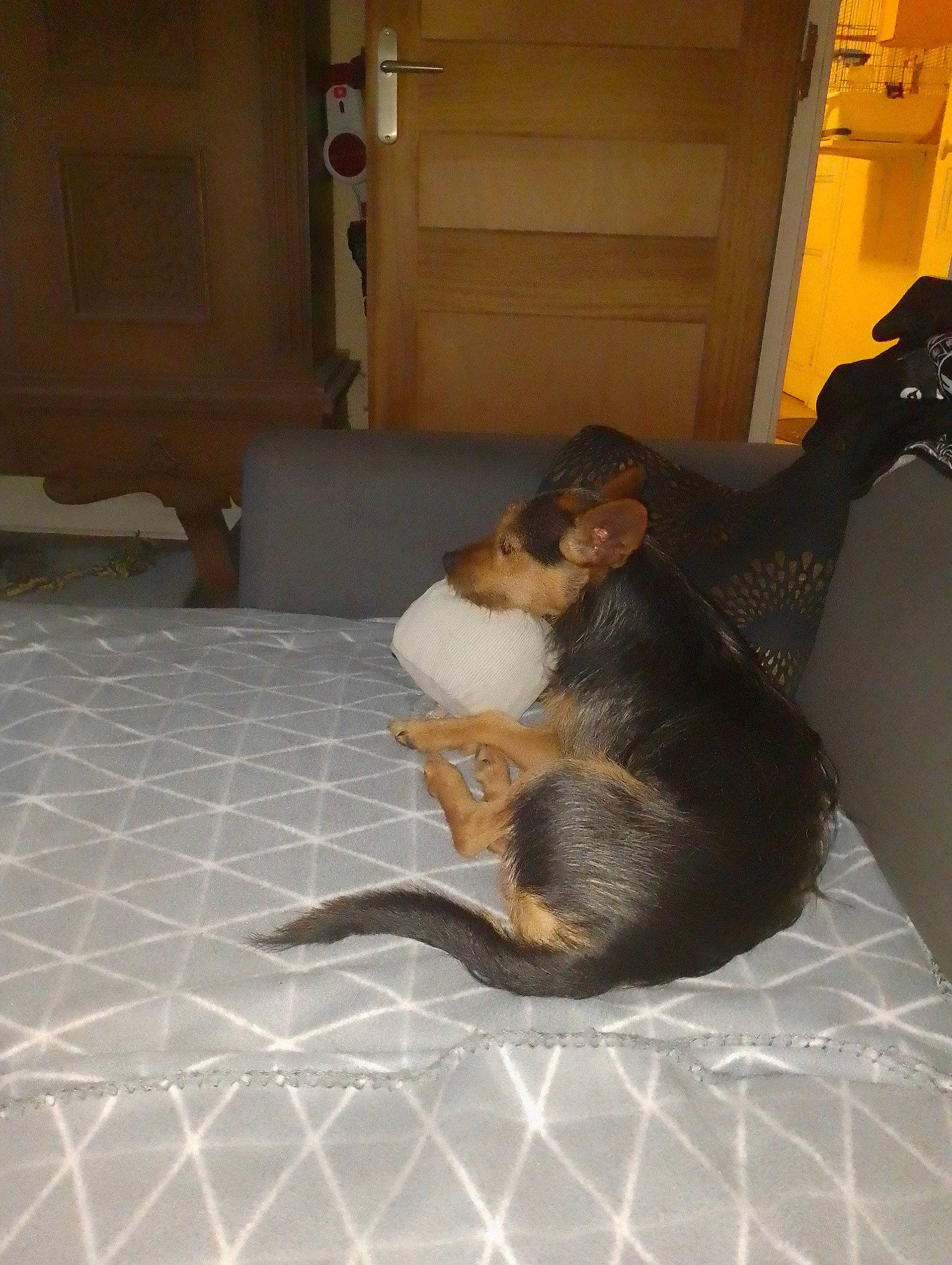 Ulysse a rejoint le concours — aidez-le/la à gagner de superbes lots ! carnivore, comfort, companion_dog, dog, dog_breed, fawn, floor, flooring, foot, fur, guard_dog, hardwood, linens, living_room, nap, paw, room, sporting_group, tail, wood