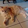 animal, black_cat, cat, companion, curious, ears, fluffy, fur, home, indoor, laying_down, orange_cat, paws, pet, quiet, relaxed, shadow, tail, tile_floor, whiskers