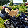 animal, black_motorcycle, cat, daytime, fence, fur, grass, greenery, hand, keys, motorcycle, nature, orange_cat, outdoor, parked_vehicle, pet, seat, sunlight, tree, vehicle