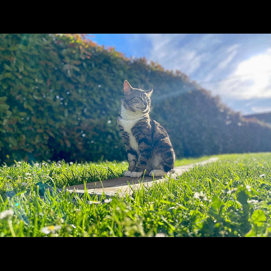 Sam participe au concours pour gagner de l'argent avec cette photo : animal, cat, countryside, farm, field, flower, grass, grassland, kitten, landscape, meadow, nature, outdoors, pasture, pet, plant, rural, scenery, tree, vegetation