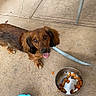 dog, small_dog, long_hair, brown_fur, floppy_ears, tongue_out, happy, outdoor, patio, concrete, food_bowl, dog_food, treats, water_bowl, leash, chair, stone_wall, portrait, pet, text_overlay