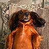 Axle is registered to the contest to win money with this photo: dog, spaniel, pet, animal, long_hair, brown_fur, black_fur, floppy_ears, lying_down, belly_up, relaxed, funny, portrait, close_up, couch, sofa, pillows, blanket, living_room, indoor