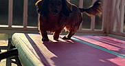 Axle joined the competition — help win amazing prizes! dog, dachshund, long_hair, brown_fur, standing, outdoor, deck, patio, lounge_chair, sunlight, backlighting, shadows, portrait, pet, canine, floppy_ears, long_body, short_legs, tail, photography