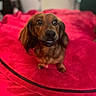 dog, dachshund, pet, canine, brown_fur, long_ears, floppy_ears, portrait, sitting, smiling, teeth, indoors, bedroom, blanket, red_blanket, soft_focus, shallow_depth_of_field, animal, cute, photography
