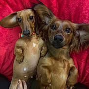 Axle is registered to the contest to win money with this photo: dogs, dachshund, pets, canine, two_dogs, brown_fur, long_ears, floppy_ears, belly_up, lying_down, adorable, cute, portrait, close_up, pink_blanket, indoor, petting, human_hand, manicured_nails, companionship
